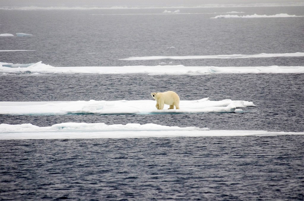 2607 Iskanten Isbjorn00.jpg - Polar Bear (Thalarctos maritimus) Isbjørn, Spitsbergen Norway July 2008